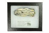 Mammoth Molar Slice With Case - South Carolina #291201-1